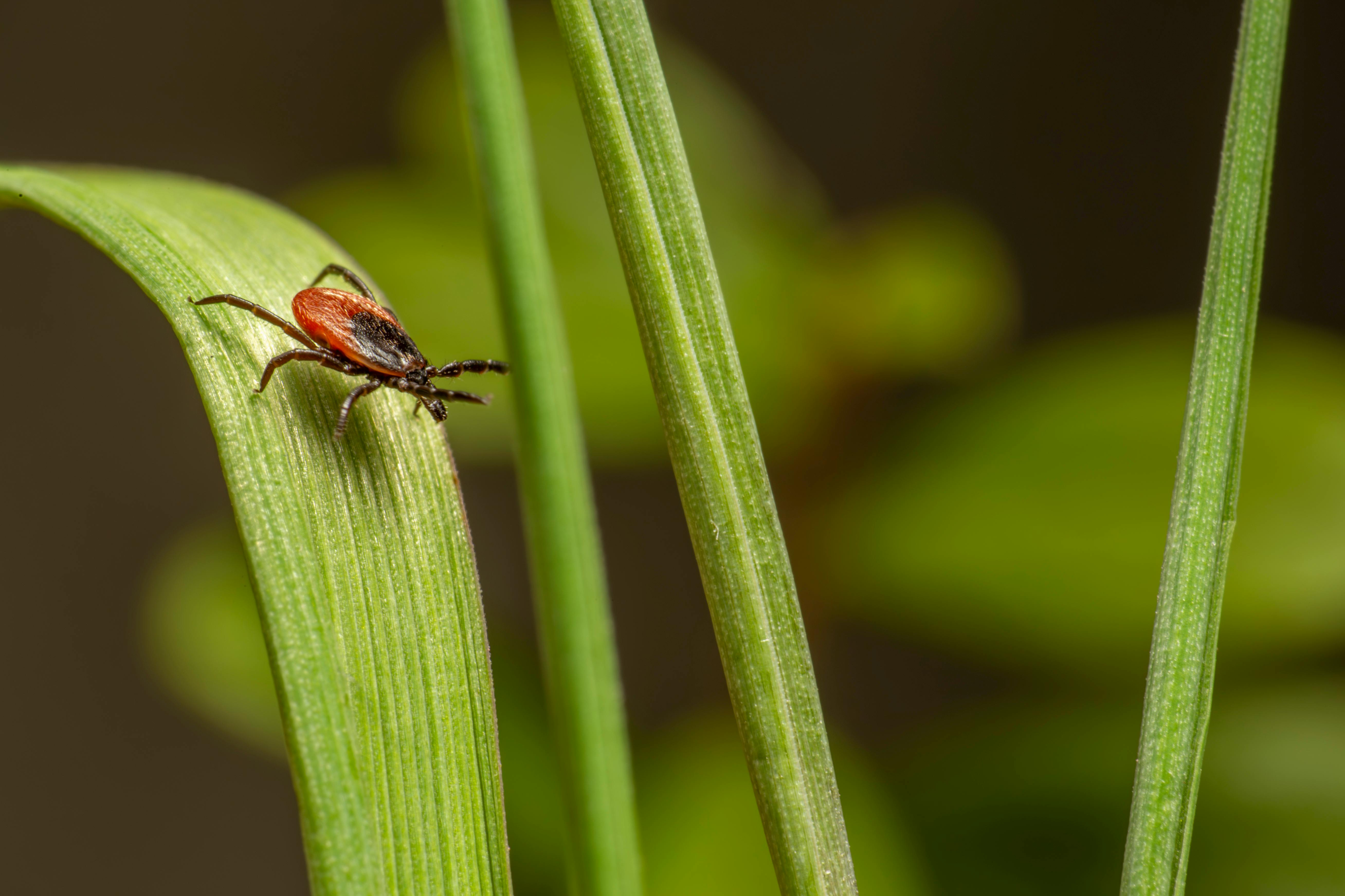 Teek in de tuin